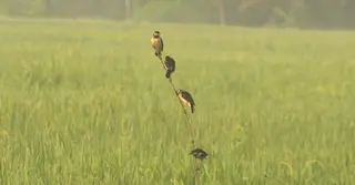 শিশির ভেজা ভোরে শীতের আগমন, মোহনীয় রূপে সেজেছে নাটোর